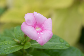 水滴を帯びたピンクの花