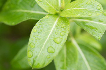 緑の水滴を帯びた葉っぱ