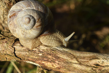 Helix pomatia