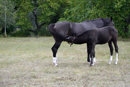 Foal Nursing From Its Dam