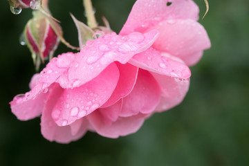 水滴を帯びた花