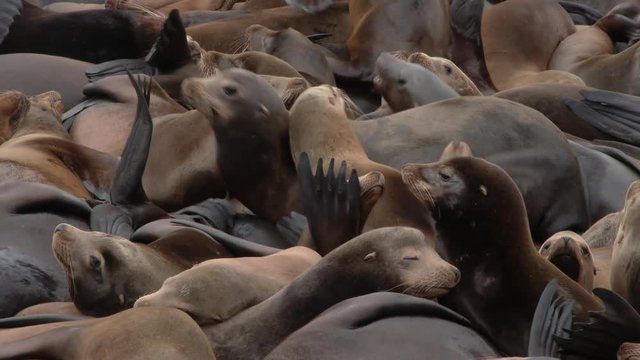 Harbor seals fight for dock space in Astoria, Oregon in protected area.