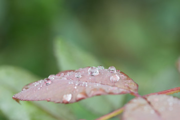 水滴を帯びた葉っぱ