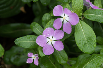 水滴を帯びた紫色の美しい花