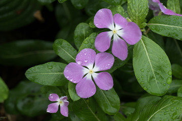 水滴を帯びた紫色の美しい花