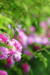 pink flowers in green park garden, nature background