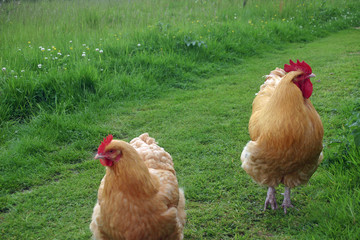 Chicken cockerel and hen