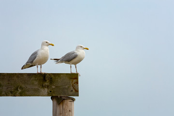 Seagull pair
