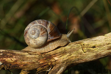 Helix pomatia