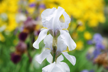 White iris flower in a botanical garden - 123244510