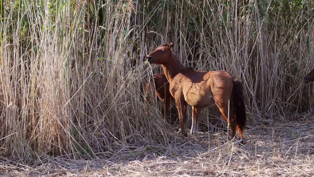 Wild horses in the danube delta, Letea forest