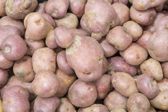 Pile of potato - Solanum tuberosum