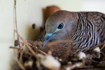 Dove hatching eggs