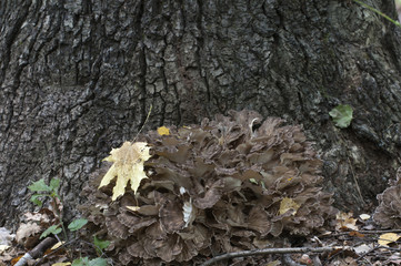 Grifola frondosa mushroom