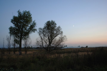 Fototapeta na wymiar The new moon in the autumn meadow, trees silhouettes