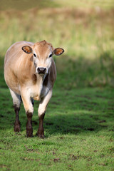 Naklejka na ściany i meble Brown Jersey Cow in a grassy field