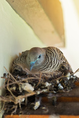 Mother dove and her children at sun set