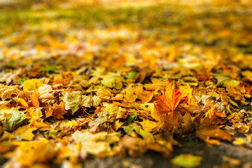 Autumn leaves in park