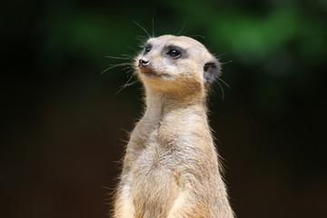 Suricates
careful
watch
guards
zoo
animal
Kids