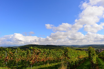 Weinort Malsch-Letzenberg im Rhein-Neckar-Kreis