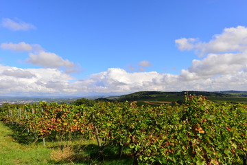 Weinort Malsch-Letzenberg im Rhein-Neckar-Kreis