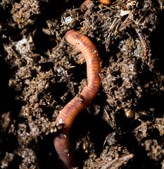 red worm manure. macro