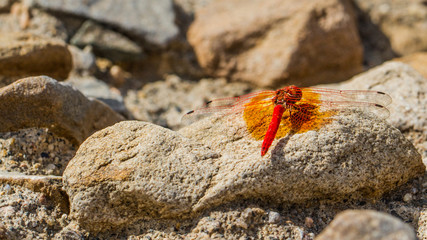 Dragonfly