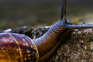 Snail