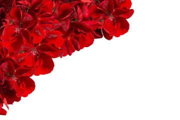 red pelargonia flowers on a white background with space for text.