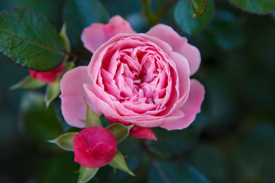 Blooming pink delicate rose. Texture with petals of beautiful and fragrant flower. The purity and freshness of nature.