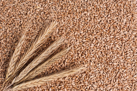  Rye ears on the background of grains 