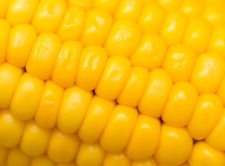 yellow corn as a background. macro