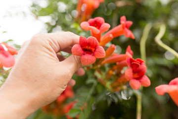 beautiful red flower in nature