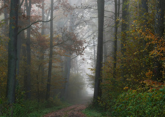 Jesiennie przez las © Tomek Kiecana