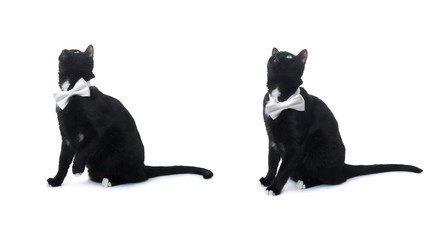 Sitting black cat isolated over the white background