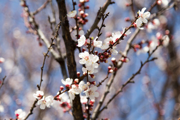 flowers on the tree in nature