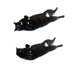 Lying black cat isolated over the white background