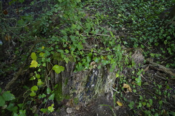 Souches et feuillages