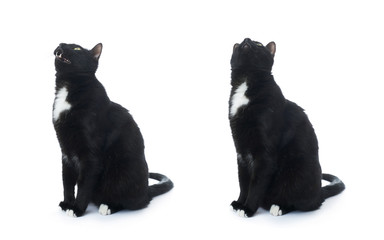 Sitting black cat isolated over the white background