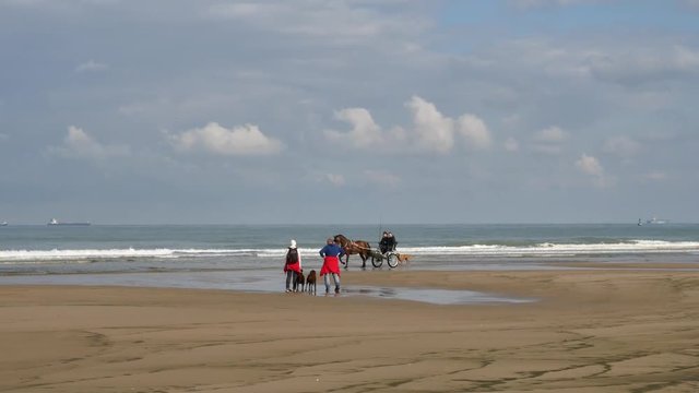 attelage sur la plage avec les falaises anglaises à l'horizon