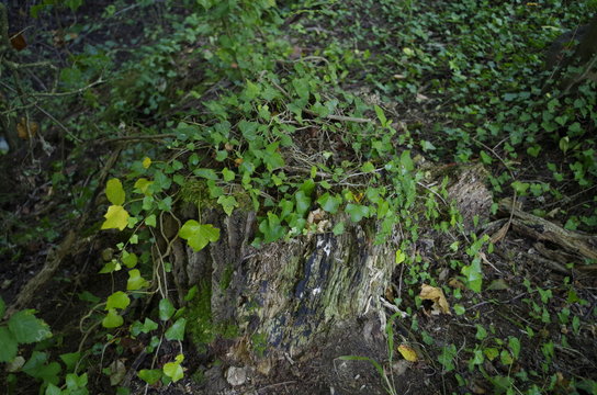 Souches et feuillages