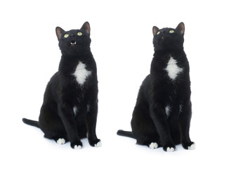 Sitting black cat isolated over the white background