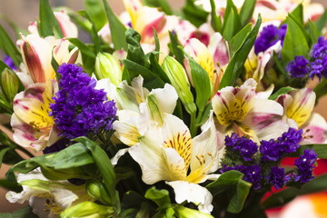 Fototapeta na wymiar Beautiful Alstroemeria flowers (Peruvian lily or lily of the Inc