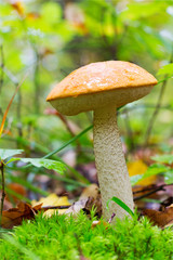A young Edible Forest Mushroom orange-cap Boletus (Leccinum aurantiacum) Among Green Moss And Dry Leaves In Autumn Forest. Front View Closeup. Autumn Concept