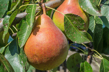 pear on the tree