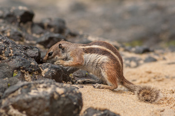 Barbary ground squirrel searching for food (atlantoxerus getulus), Fuerteventura, Canary Islands