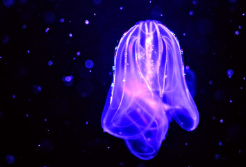 Naklejka premium Blue Jellyfish in space
