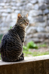 Brown tabby cat sitting in the garden. Selective focus. 