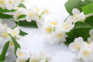 White flowers of jasmine on the white

