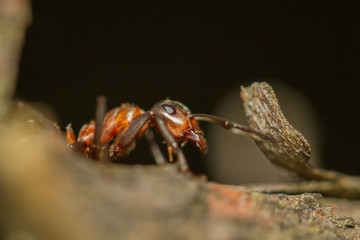 Ants